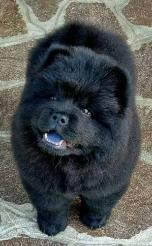 Lindos filhotes de chow-chow,  se tem ele 