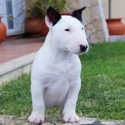 Bull terrier Machinhos com pedigree todos vacinados filhotes com 59 dias