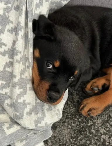 Filhotes de Rottweiler | Energia positiva em quatro patas!