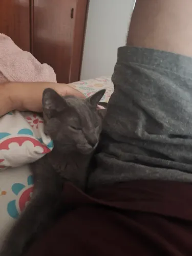 Adoção Responsável 