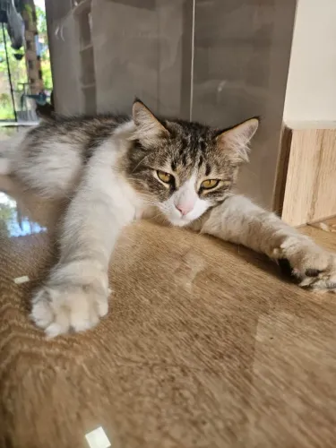 Doação Gato Macho Castrado 