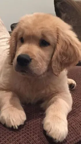 Filhote Golden Retriever não dá para ser feliz e realizada sem um cachorro ?