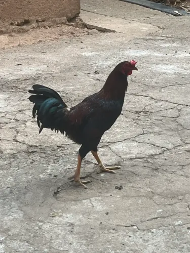 Galo índio novo