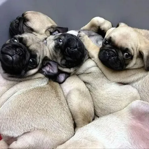 Filhote Pug, Seus melhores momentos estão prestes a começar!