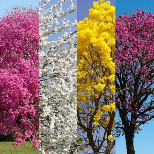  Mudas de Ipê - Branco, Amarelo Mini, Amarelo Grande, Rosa e Rosa Pompom 