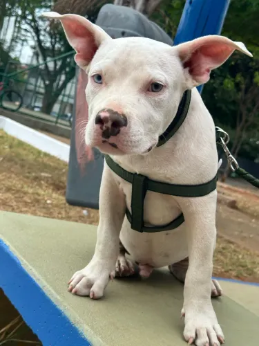 Vende se pitbull american bully