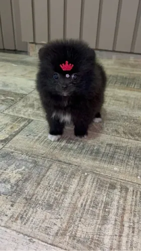 Lulu da pomerania preta charmosinha 