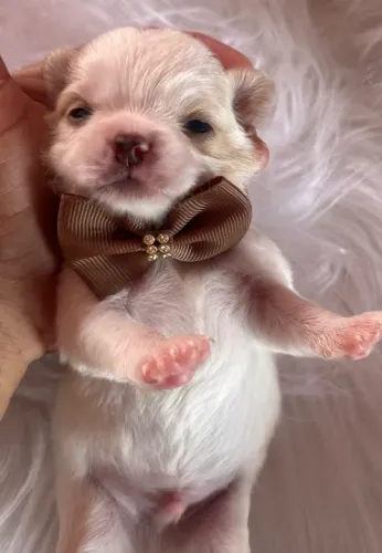 Chihuahua Mini Dourado Macho - Sempre Alegre e Cheio de Energia! 