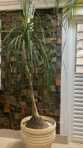 Dracena Pata de Elefante (+terra, vaso e pedras)