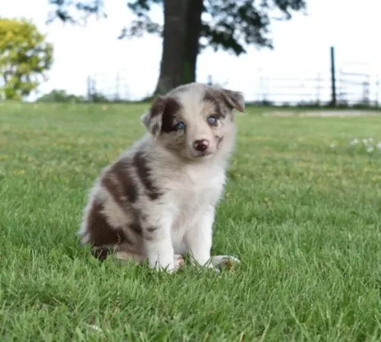 Filhote de Border collie - cores disponíveis, entre em contato- 11.9.49.33.76.34