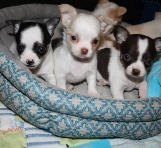 pinscher lindos e pequenos so 200 cada