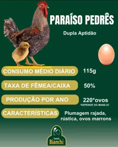 Pintinhos pesadão caipira