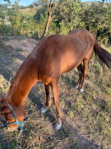 Cavalo trote 