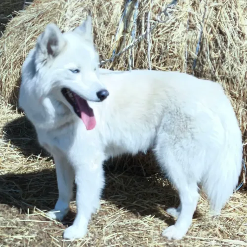 Husky Siberiano Fêmea Wooly Olhos azuis