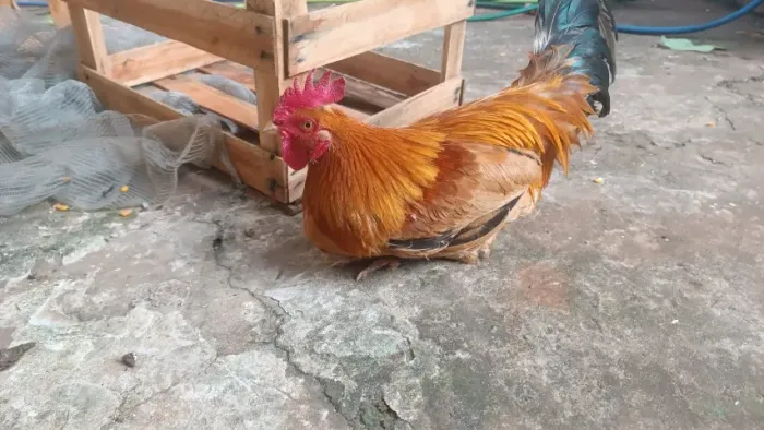 Galo garnisé 