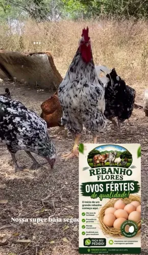 Ovos Galinha Sertaneja Balão. 15 ovos