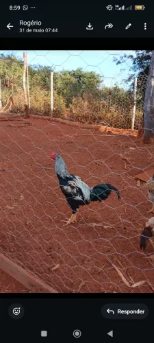 Vendo galo