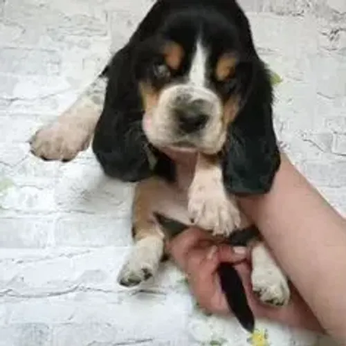 Basset Hound,Basset Hound Filhote Top Padrão da Raça