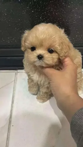 Poodle c/ Shih-Tzu filhote macho alfa