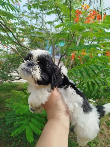 Shihtzu filhotes 