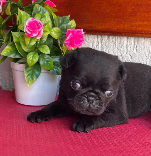 Pug fêmea com pedigree 