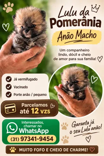 Lulu da Pomerânia