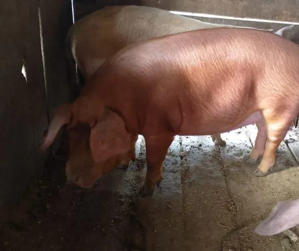 Vendo porco pronto pra o abate 