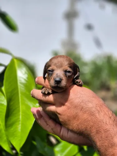 DACHSHUND ARLEQUIM MACHO - ÚLTIMO FILHOTE DISPONÍVEL