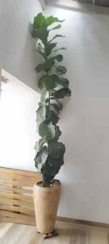 Vaso de planta FÍCUS LYRATA de 4m