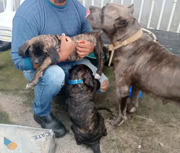 Cane corso fêmea