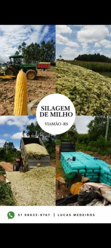 Silagem de milho