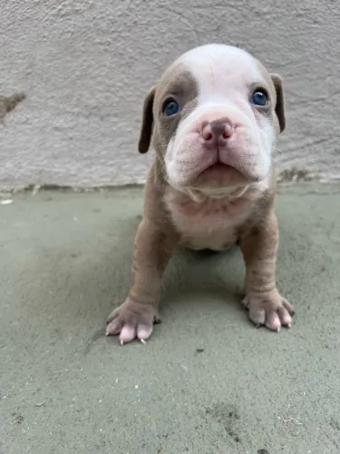 FILHOTES DE AMERICAN BULLY