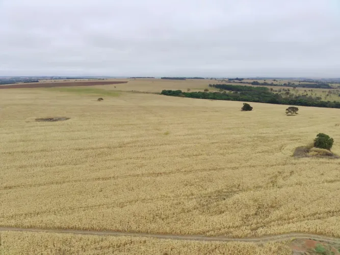 Fazenda de lavoura em Luziânia Goiás 
