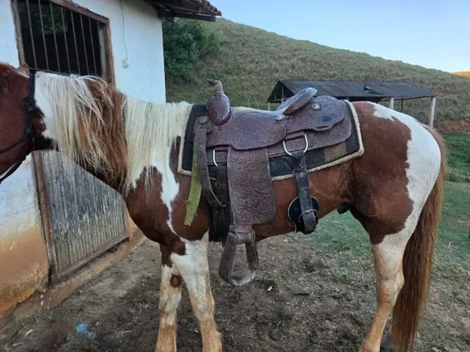Sela Americana de Laço
