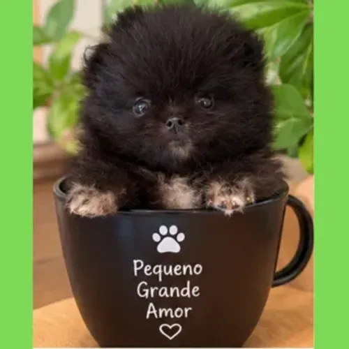 Spitz Lulu machinho anãozinho