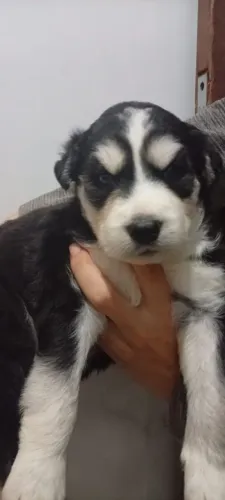 Husky siberiano