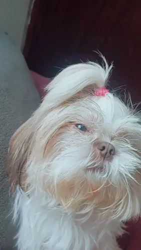 Vende se cachorro