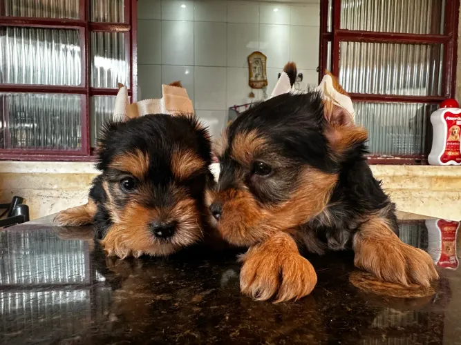 Cachorro 