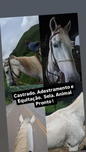 Castrado Registrado - EXTRA DE SELA