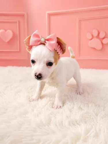 Pequena, Linda e Carinhosa
