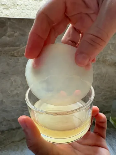 Scoby de Kombucha + líquido starter