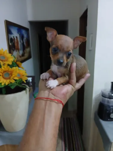 Cachorrinho pinsche miniatura