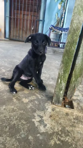Filhote macho adoção 