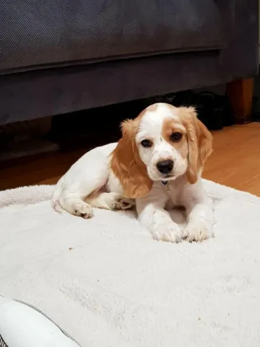 Cocker spaniel lindos filhotes