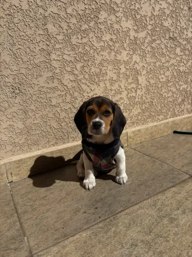 DOAÇÃO RESPONSÁVEL - BEAGLE MACHO