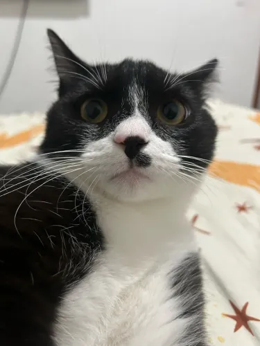 Gato para doação