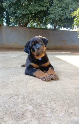 Filhotes de Rottweiler