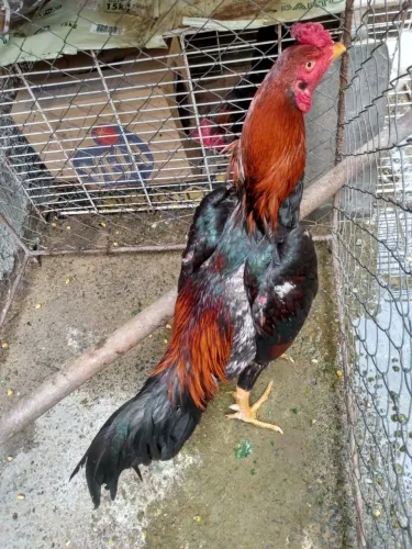 Frango Tailandes