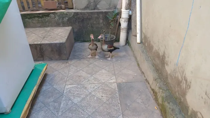 Paturi  do Mato 