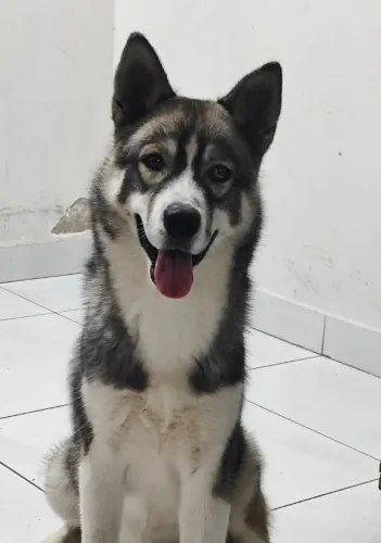 Cachorro pra doação